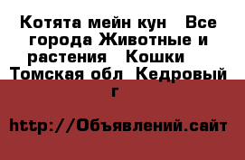 Котята мейн кун - Все города Животные и растения » Кошки   . Томская обл.,Кедровый г.